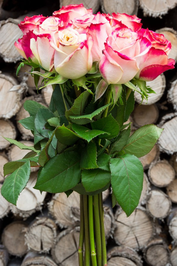 Malibu Pink and White Rose - flowerexplosion.com