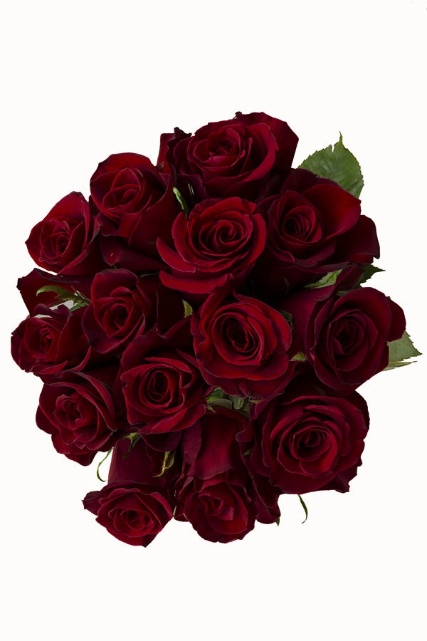 Bunch of Black Baccara Red Roses