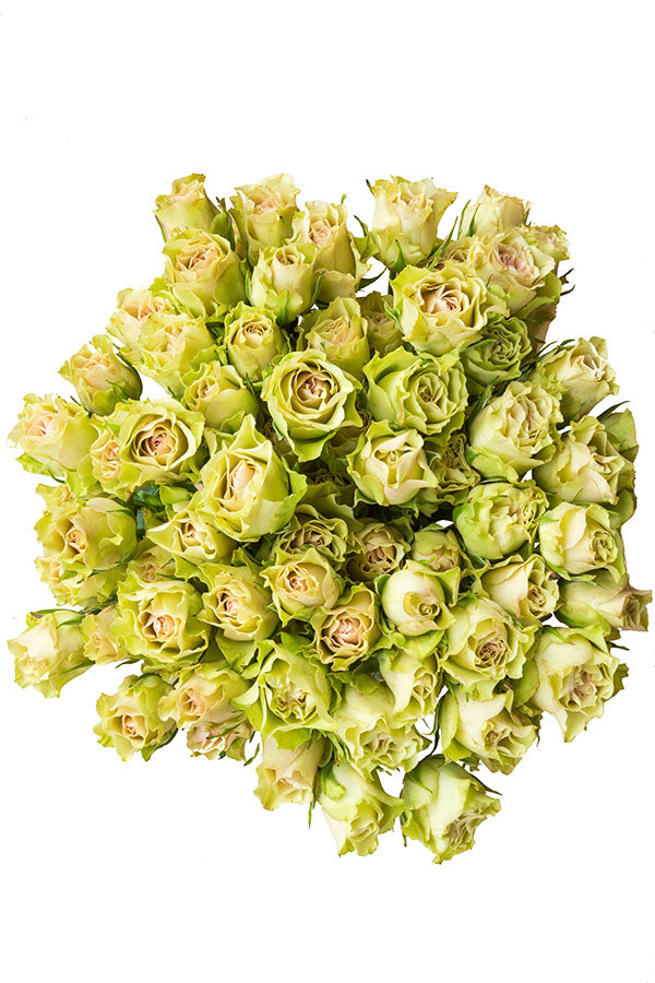 Green Spray Roses - flowerexplosion.com