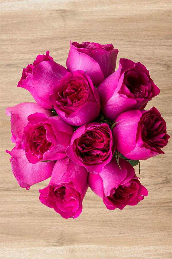 Kate Hot Pink Garden Rose | David Austin
