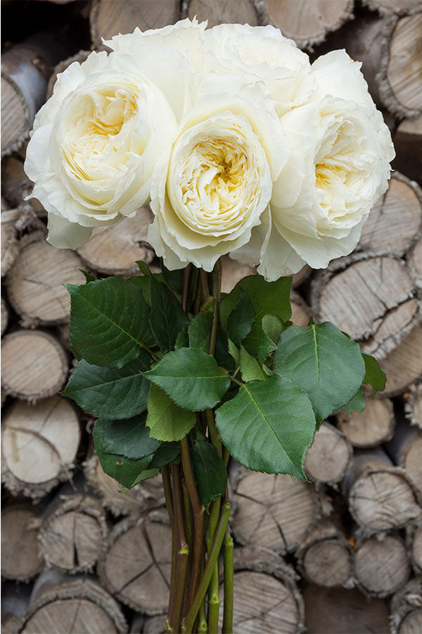 Patience Beige Garden Rose | David Austin