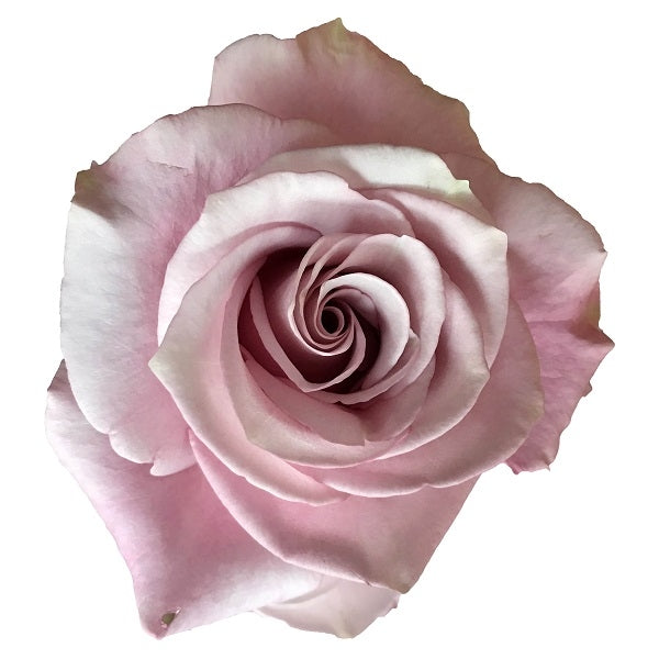 lavender-silver-rose