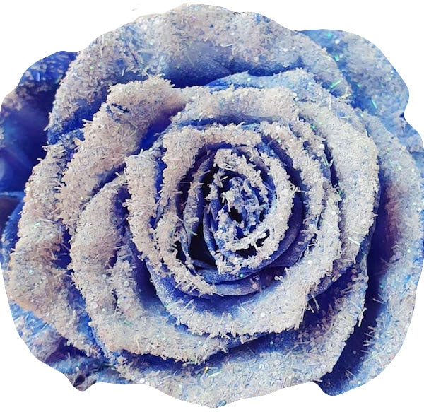 blue snow capped rose