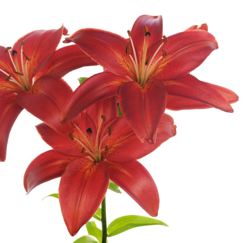 Terracotta Lily