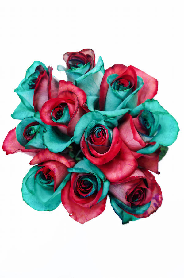two color christmas tinted roses