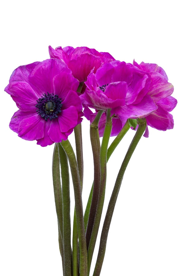 Hot Pink Anemone (Flowers)
