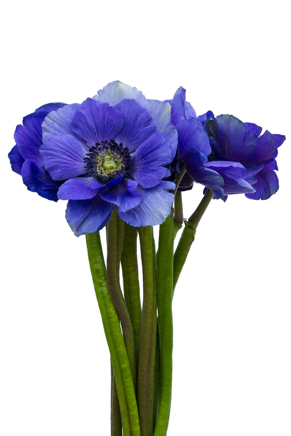 Blue Anemone (Flowers)