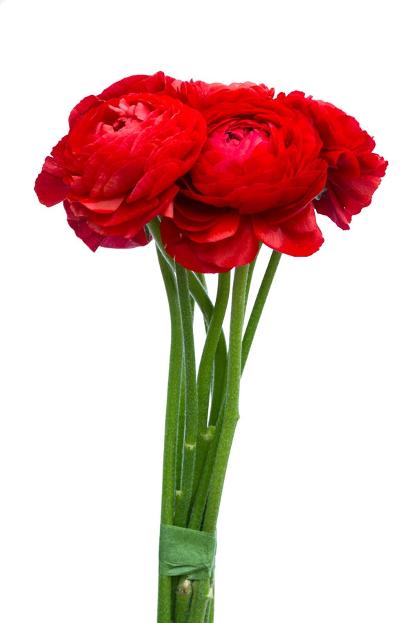 Red Ranunculus Flowers