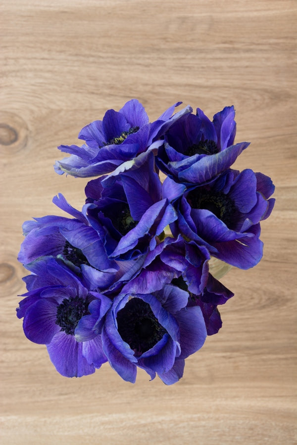 Blue Anemone (Flowers)