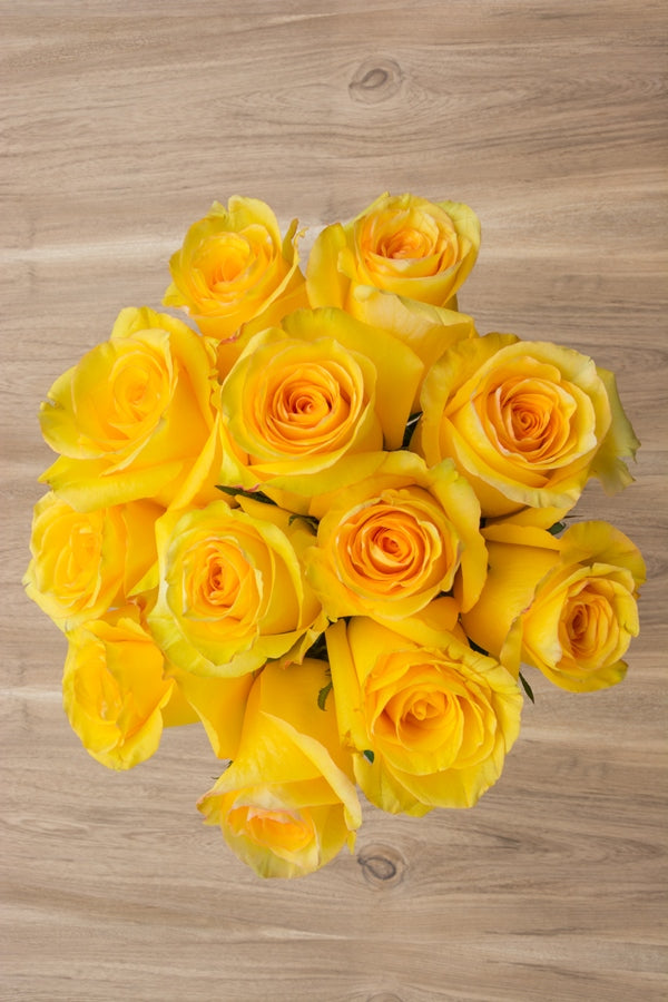 Conga Yellow Rose