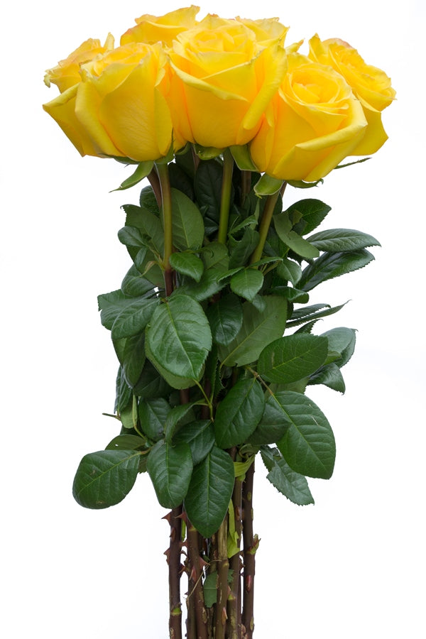 The Yellow Rose 4 1/2" wide Metallic Yellow 