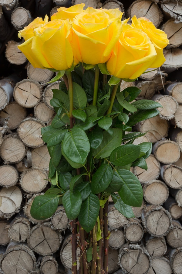 Conga Yellow Rose