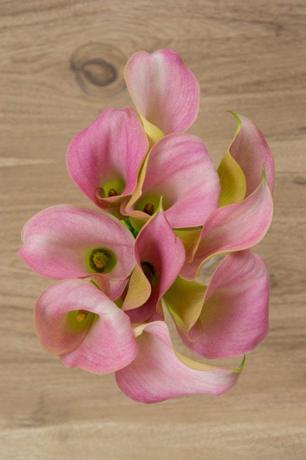 Light Pink Mini Callas
