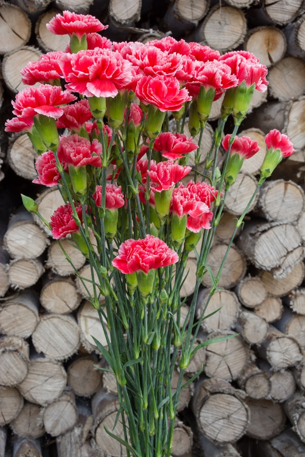 Red and White Mini Carnations