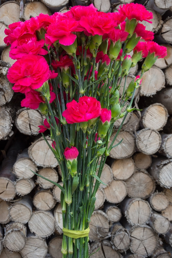 Hot Pink Mini Carnations