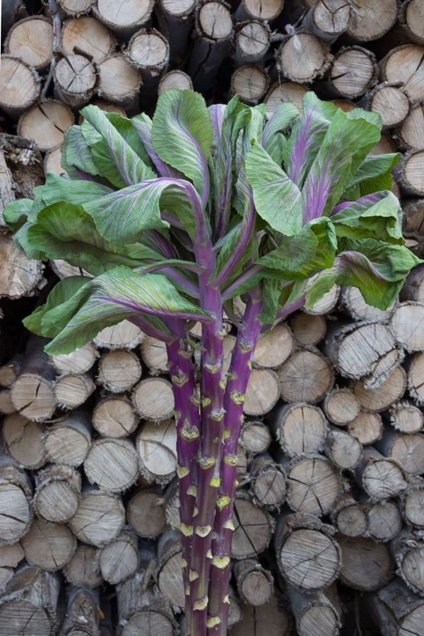 Kale - Cabbage Ornamental Purple