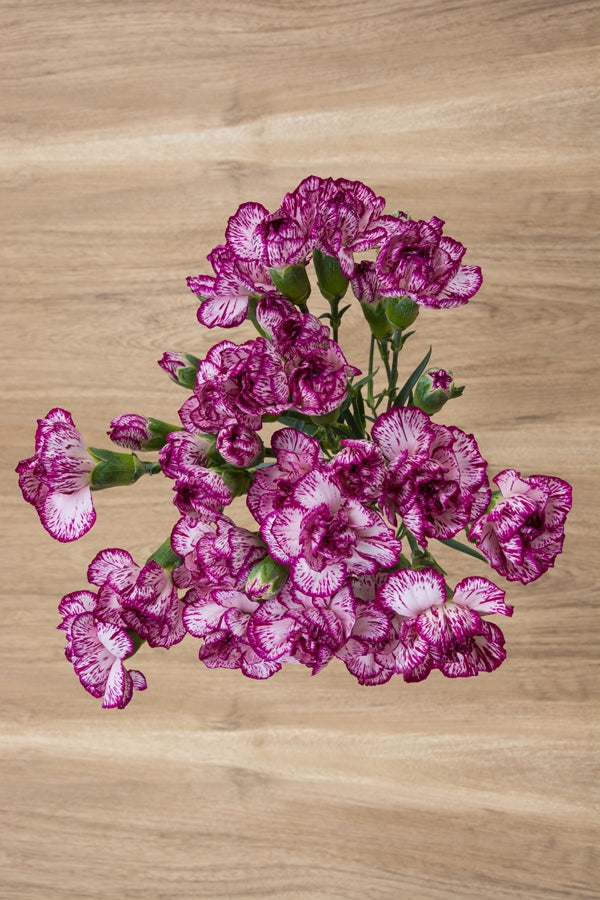 Purple & White Mini Carnations