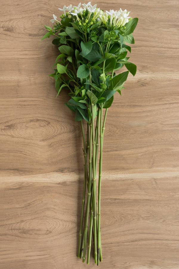 White Bouvardia Bulk Wholesale Flowers Flower Explosion