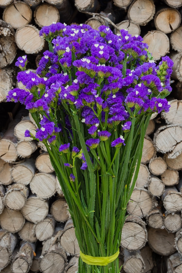 Buy Purple Statice Filler Flower Plant for Floral Arrangements @ Flower