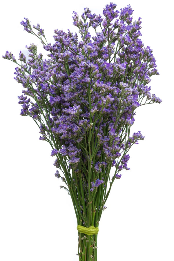 Blue Limonium