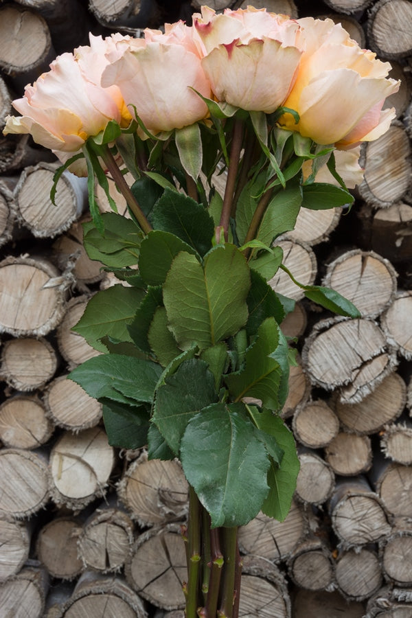 Peach Campanella Garden Rose