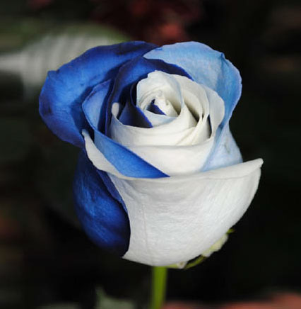 Blue and White Blue Devil Roses