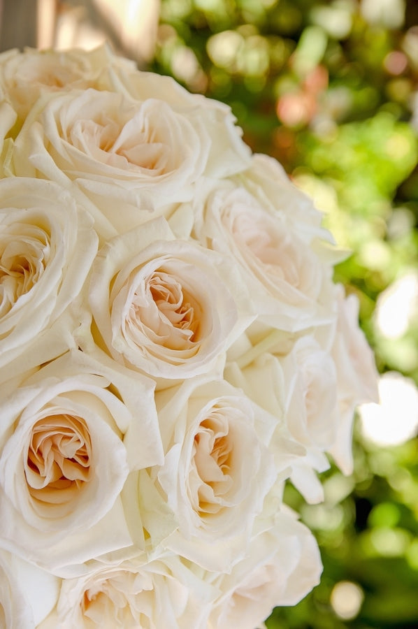 White Ohara Garden Roses