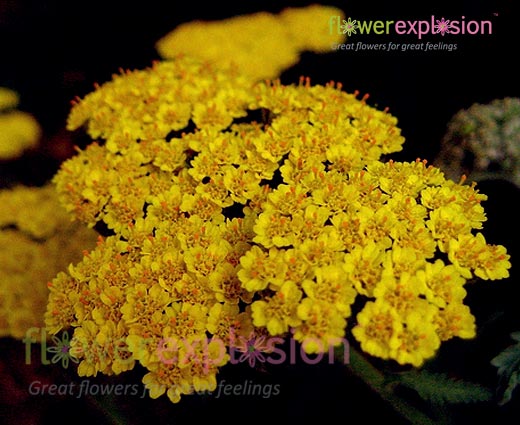 Yellow Achilea