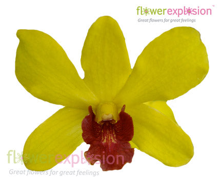 Yellow Dendrobium