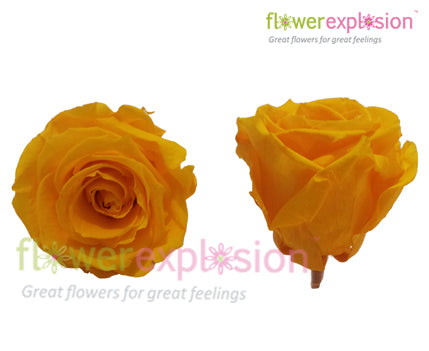 Yellow Preserved Rose